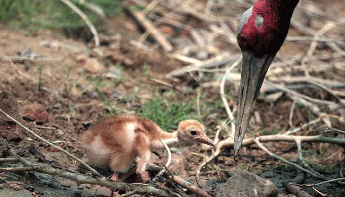 baby Stork birth on mothers day 