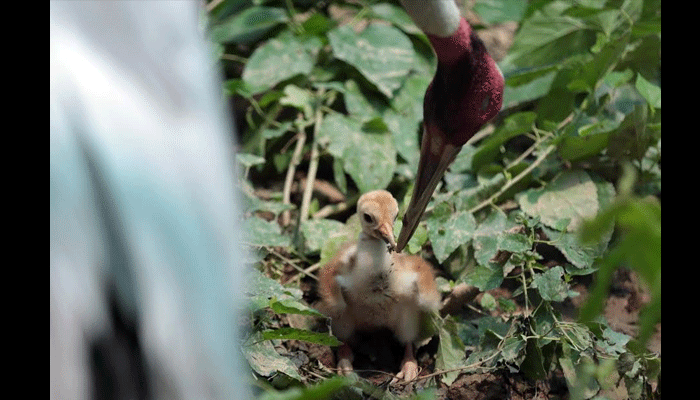 baby Stork birth on mothers day 