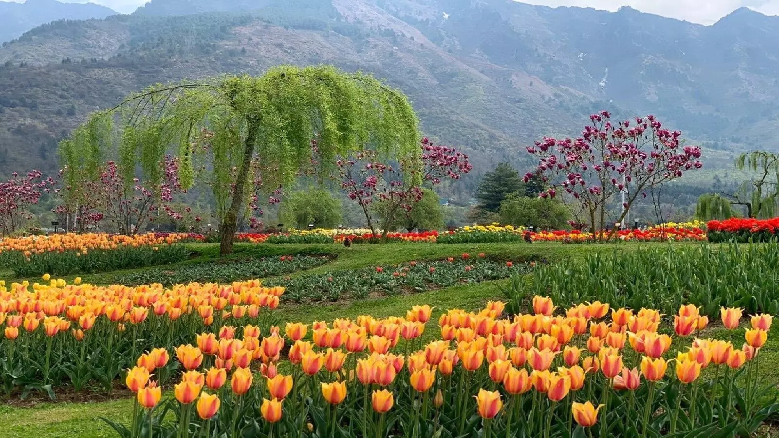 जरूर घूमे Tulip Garden: पीएम मोदी ने की अपील, आखिर क्यों खास है ये जगह