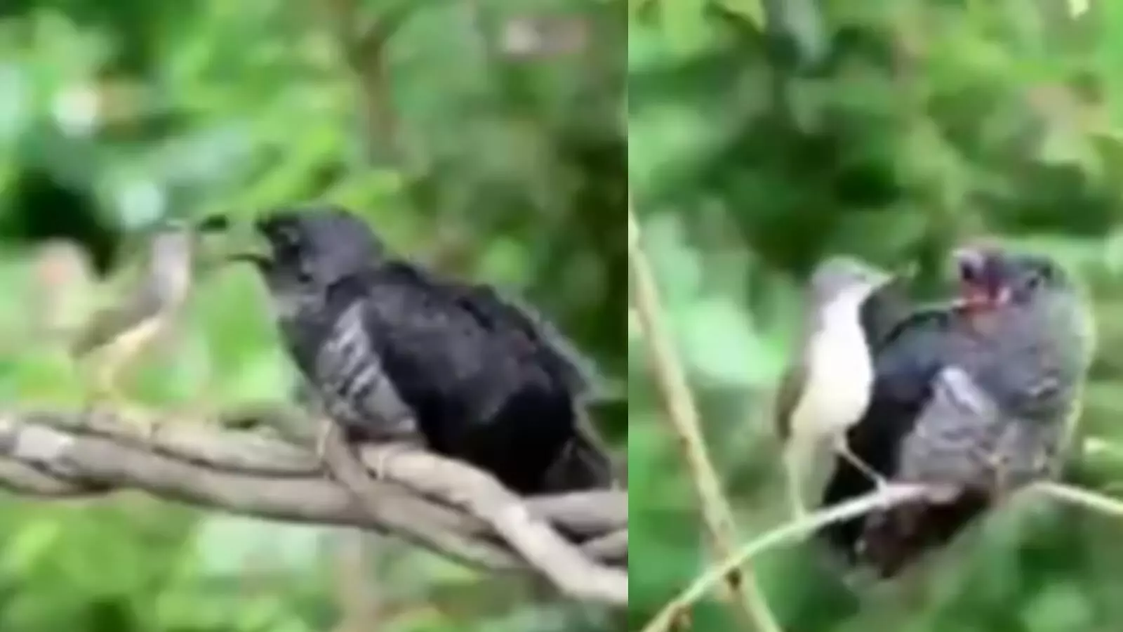 नन्हे पक्षी का बूढ़े पक्षी को खाना खिलाते वीडियो वायरल, यहां देखें