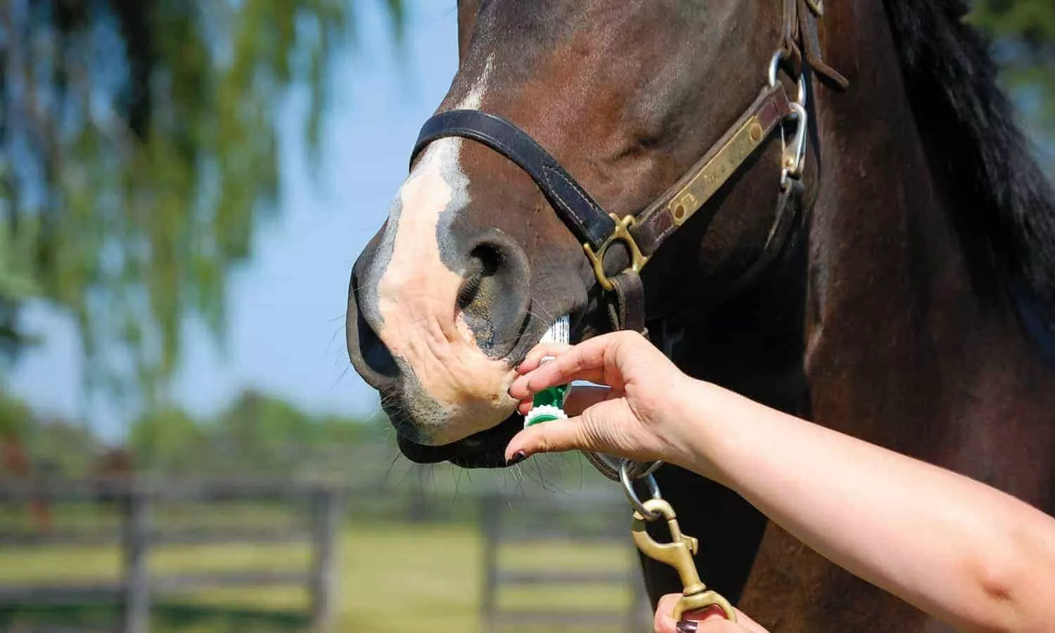 घोड़ों  की दवा:कोरोना से बचने के लिए इस्तेमाल,जानें कौन दे रहा बढ़ावा