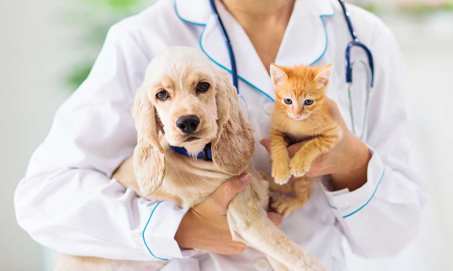 Diseases From Pets: From ringworm-itch-itch to rabies, seven diseases can be caused by pets
