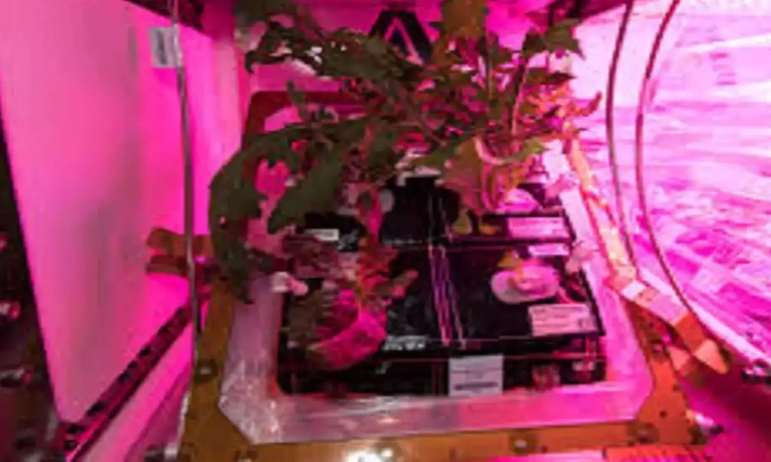 अंतरिक्ष पर  सब्जियों की खेती शुरू