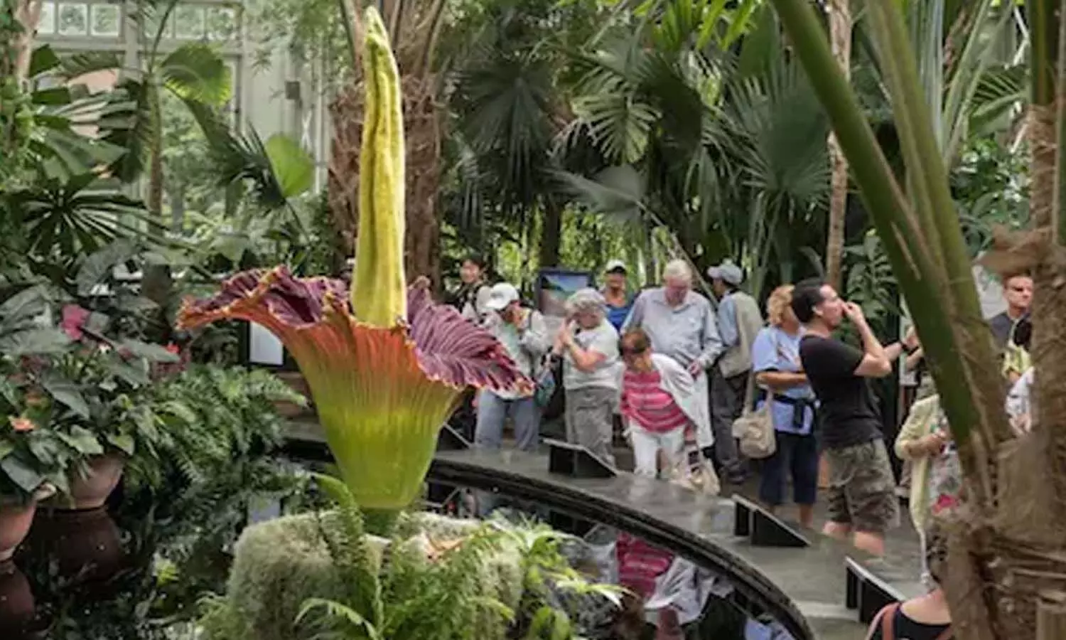 Corpse Flower