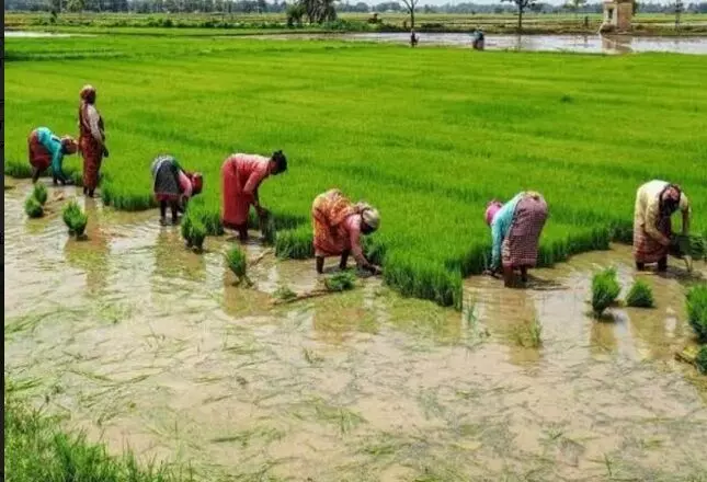 It is necessary to prepare healthy plants for more production of paddy