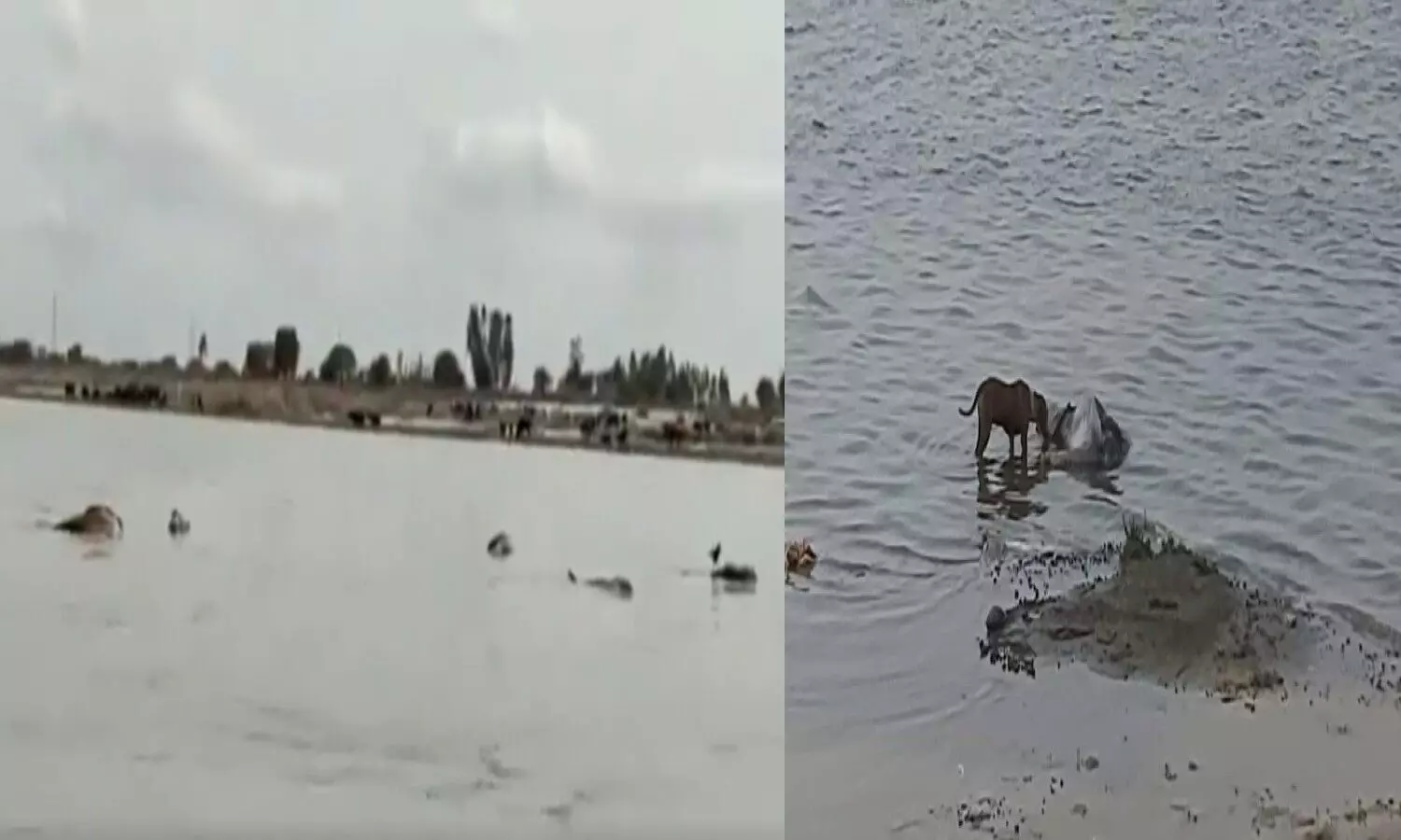 Unnao, due to the rise in the water level of the Ganges river, the bodies buried on the banks and dunes started landing.