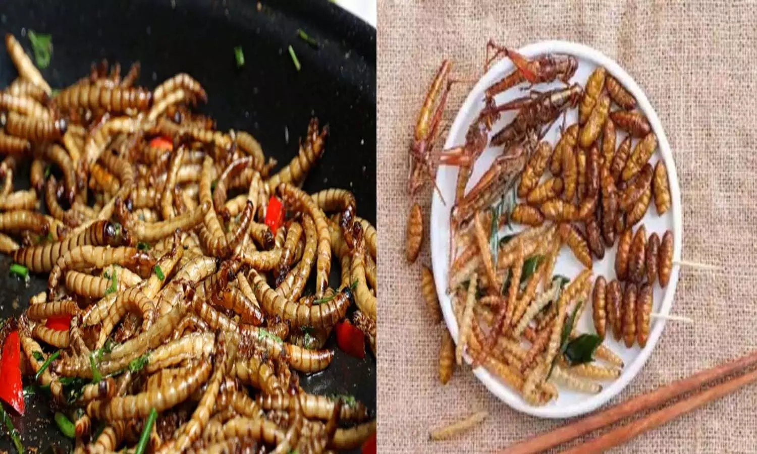 insects food