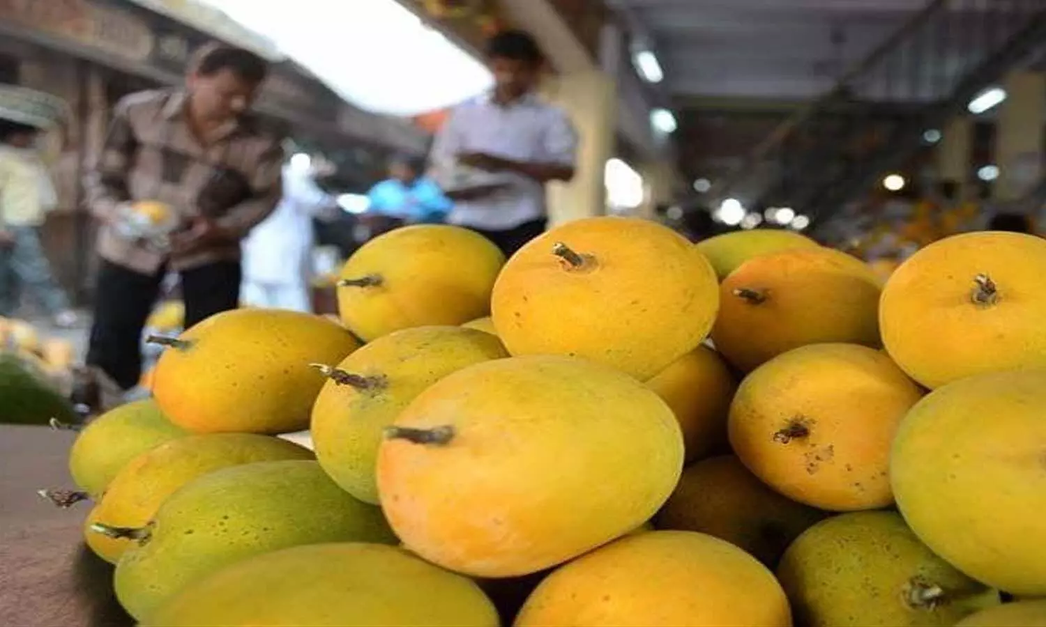 mango crop