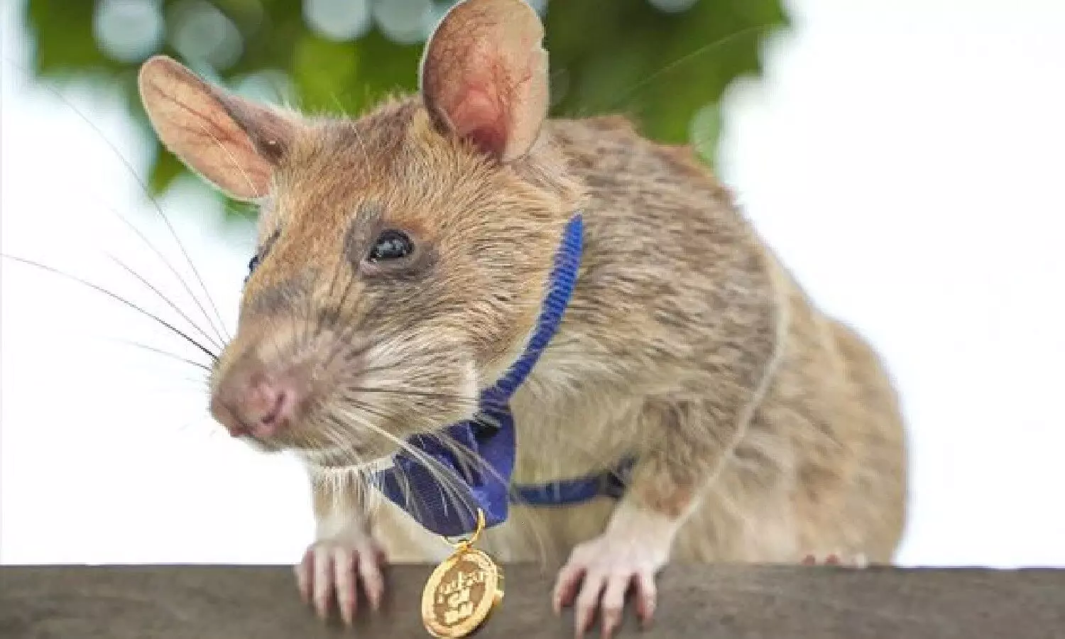 चूहे का रिटायरमेंट: देश मानता है जांबाज हीरो, हजारों लोगों की बचा चुका जान