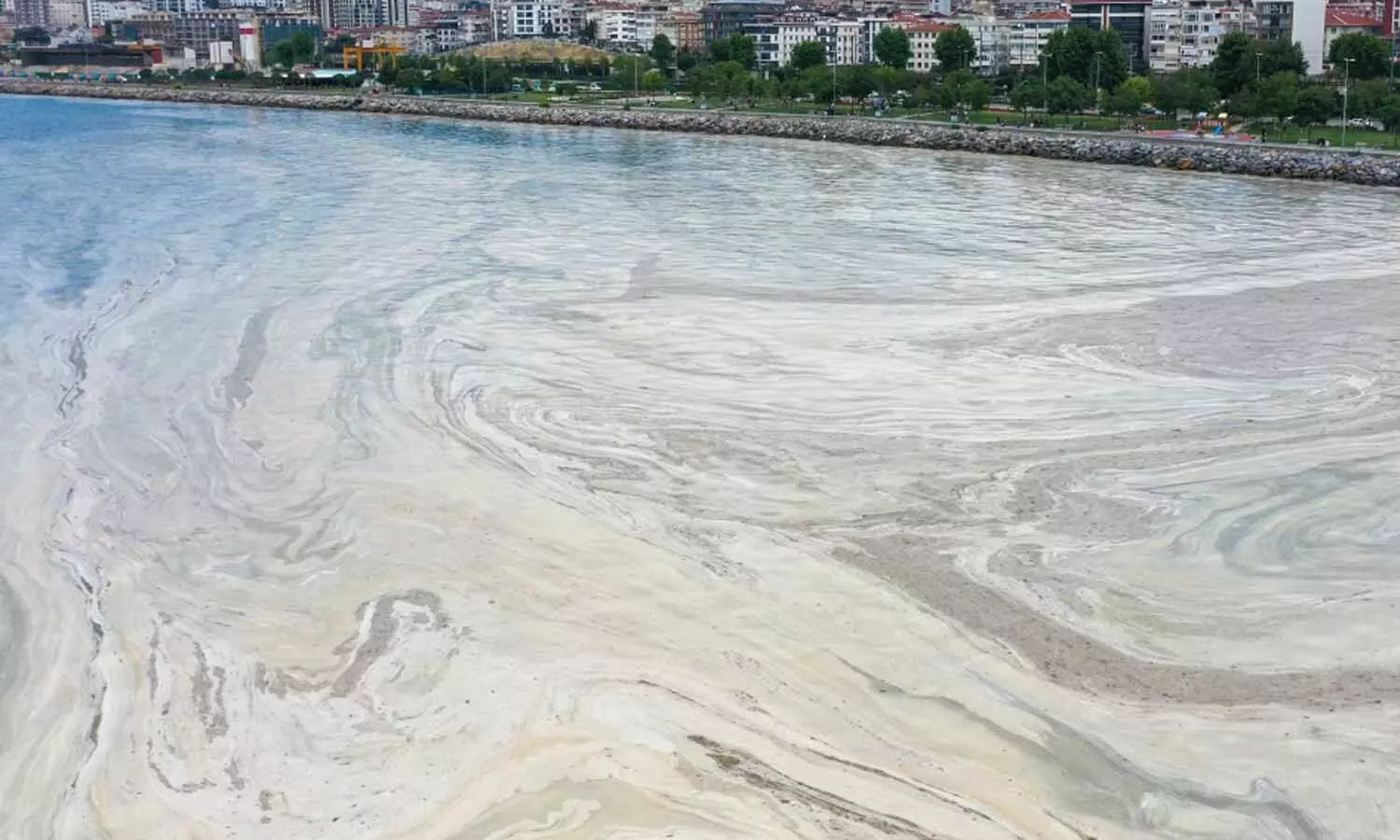 तुर्की में समुद्री थूक की सुनामी, देश की बढ़ी चिंता, कई समुद्री जीवों की मौत