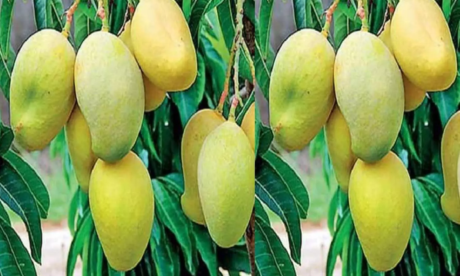 Dussehri mango is the identity of Lucknow