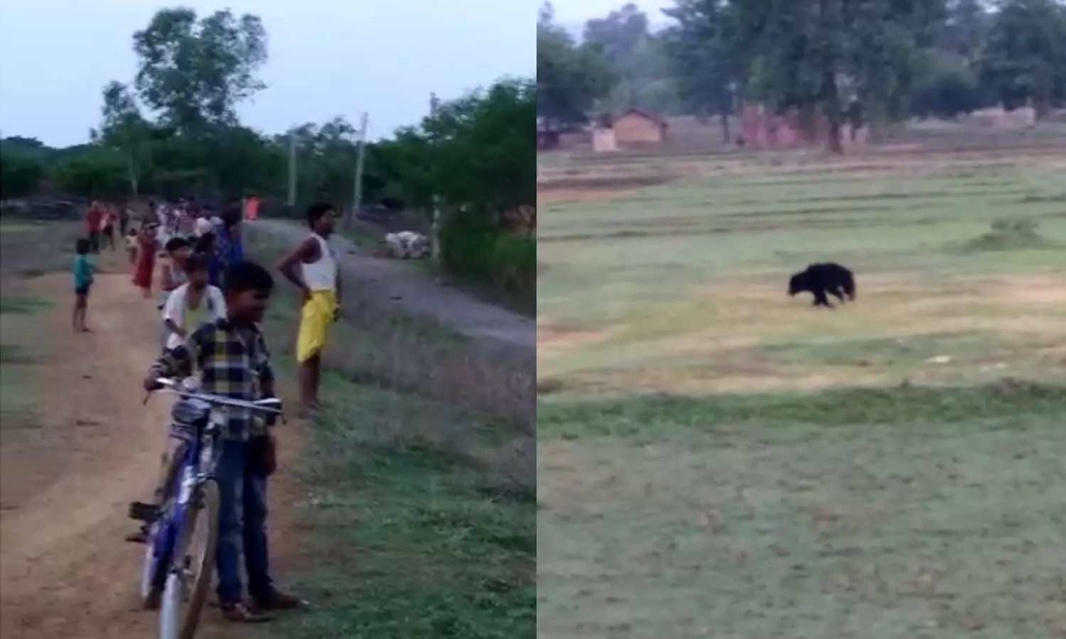bears in Ahugikalan and Virpur villages of Mirzapur