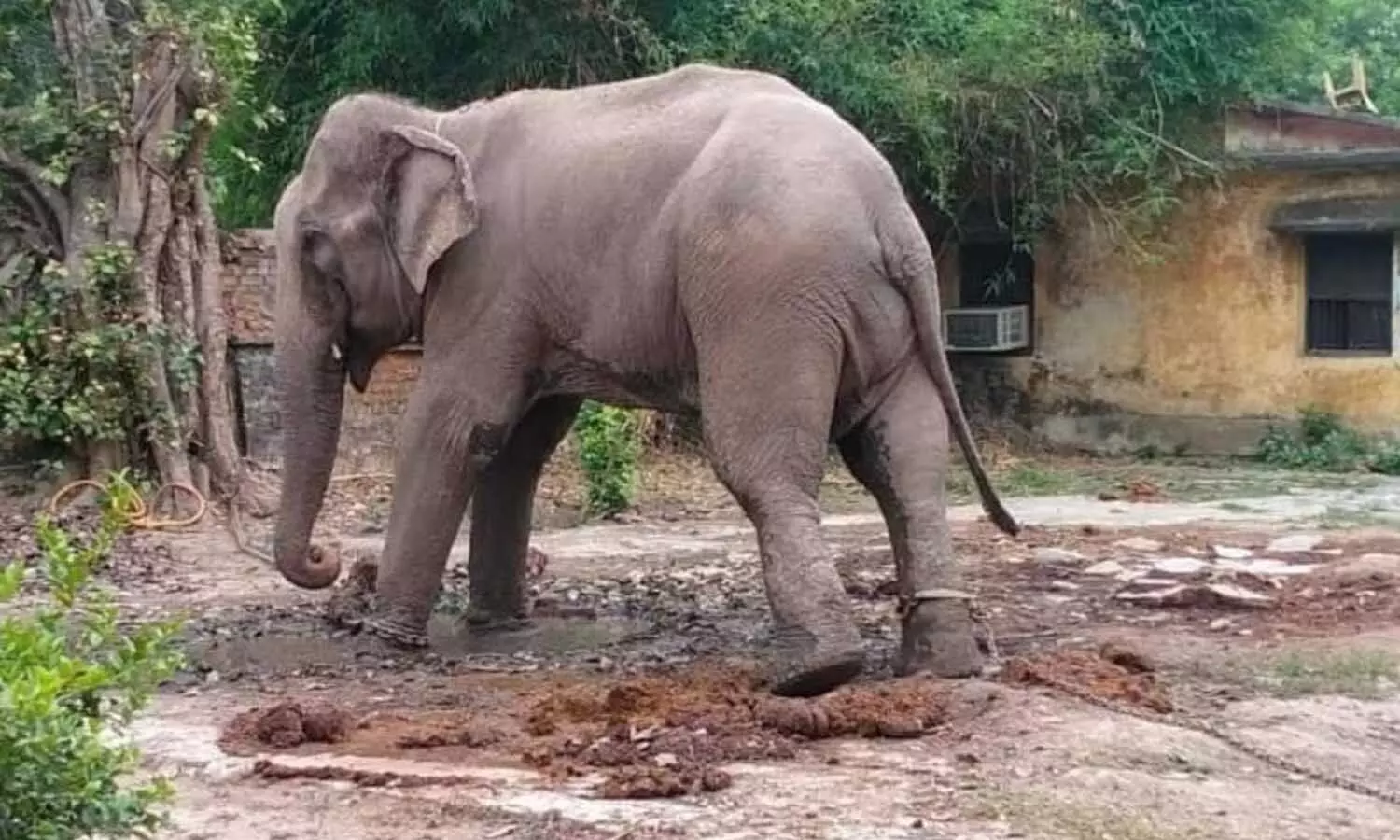डेढ़ साल से कैद मिट्ठू हाथी को मिली आजादी, दुधवा नेशनल पार्क भेजा गया
