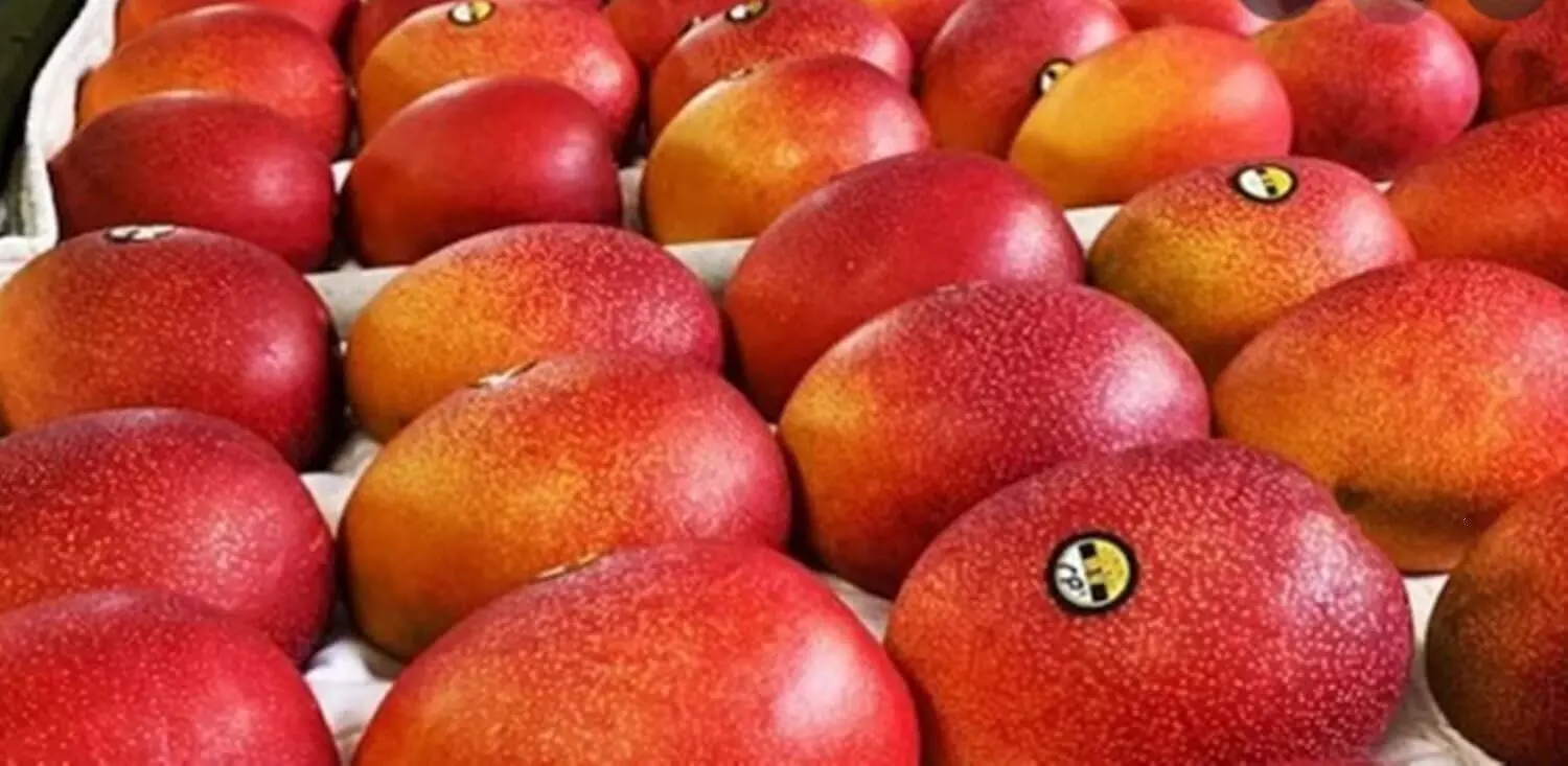 Rare Mango: एक किलो आम की कीमत ढाई लाख रुपये, जानिए क्यों है खास ये आम