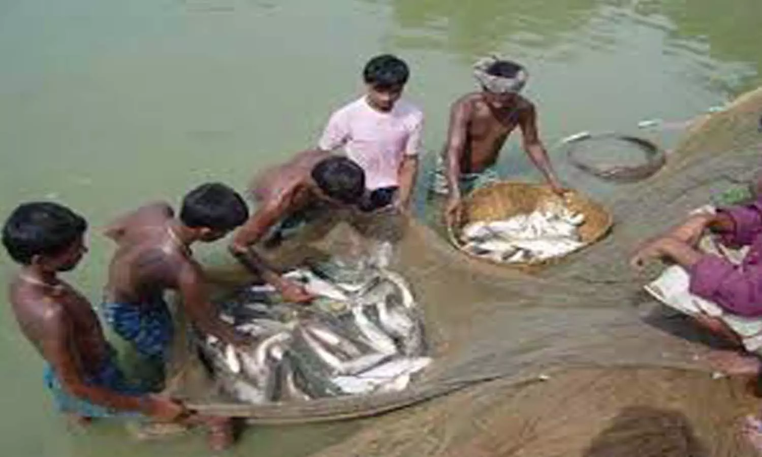 Kanpur News-fish farming