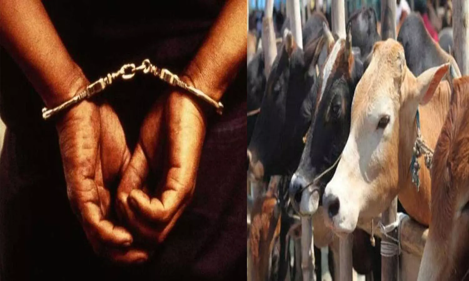 cow smuggler and police
