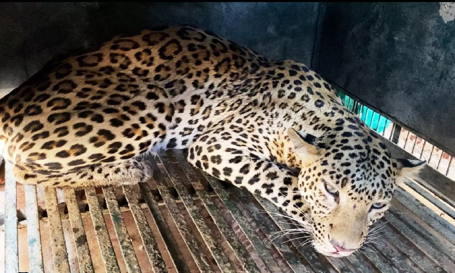 It was a terrifying and heartbreaking morning for the residents of the city, when a male leopard