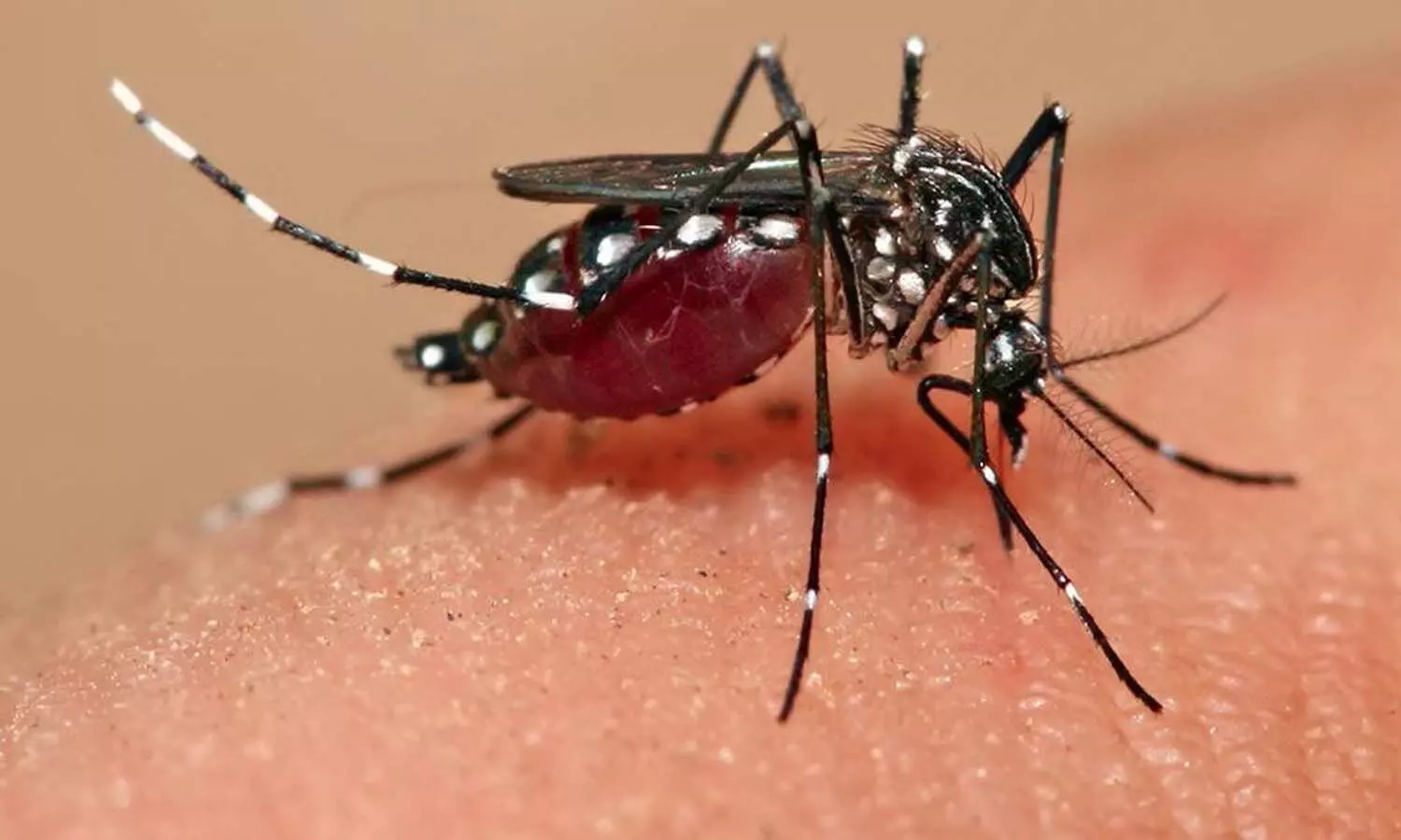 Sonbhadra News: मकरा में हर पांचवां मलेरिया पीड़ित, स्कूली बच्चों में भी मलेरिया