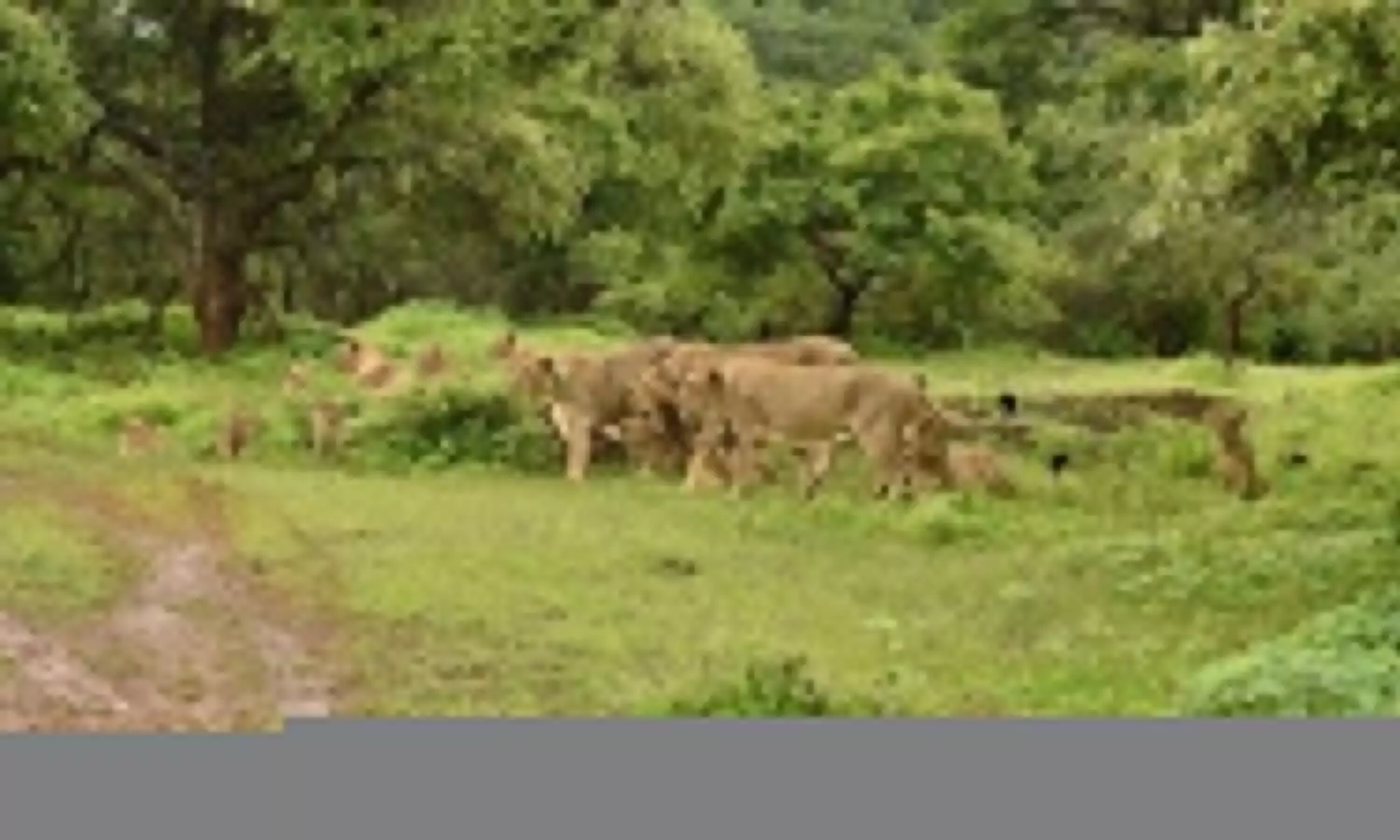 गुजरात के जंगलों में बढ़ रही शेरों की संख्या, 700 पार पहुंचा आंकड़ा