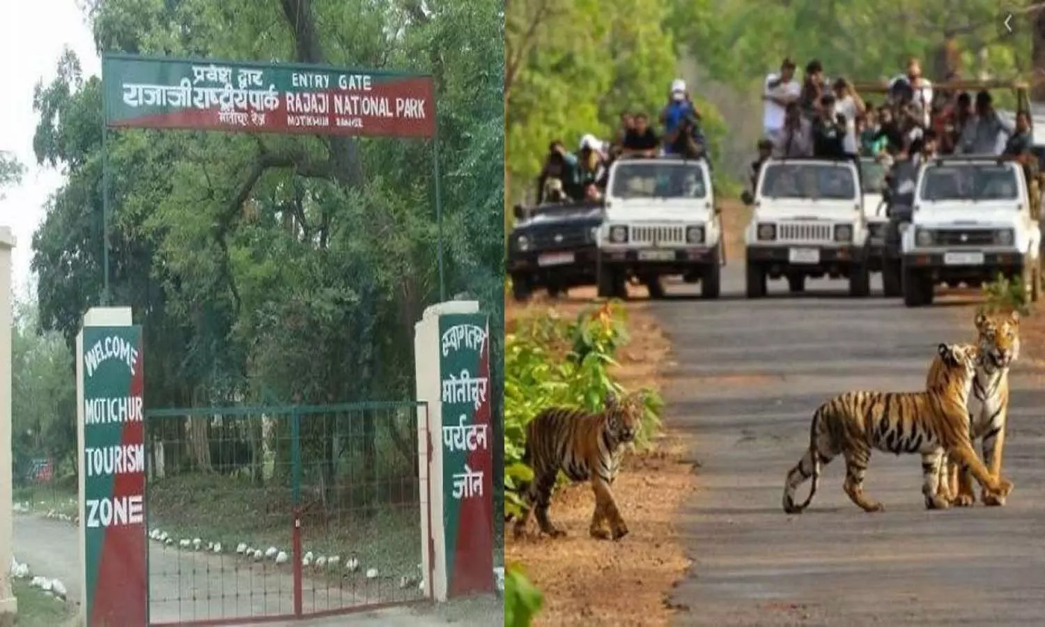 The first choice of tourists, Rajaji Tiger Reserve went to Corona, did not earn