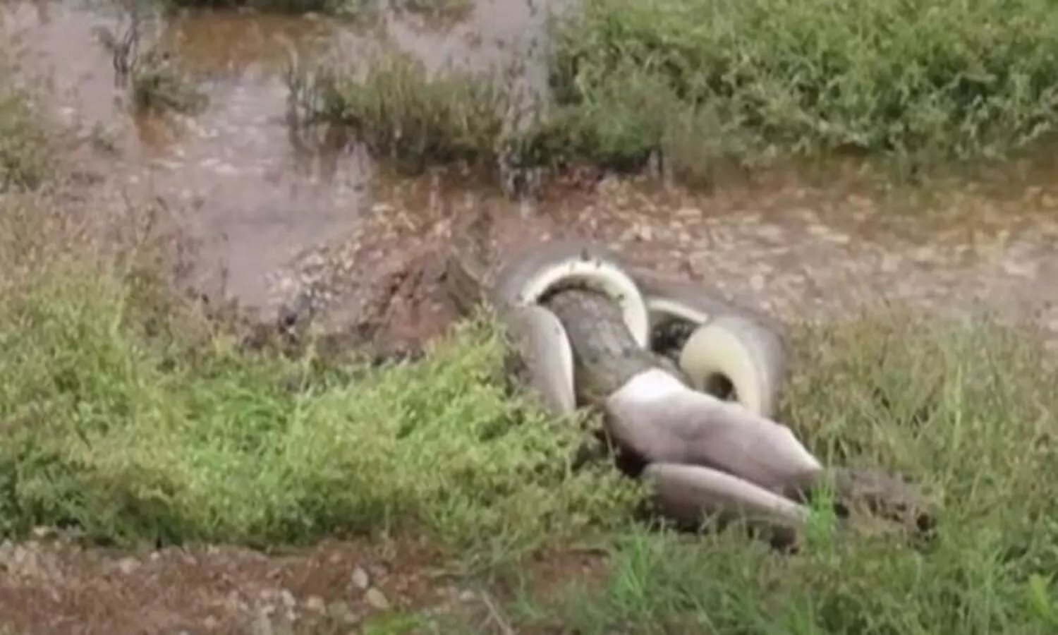 Crocodile and Python Fight