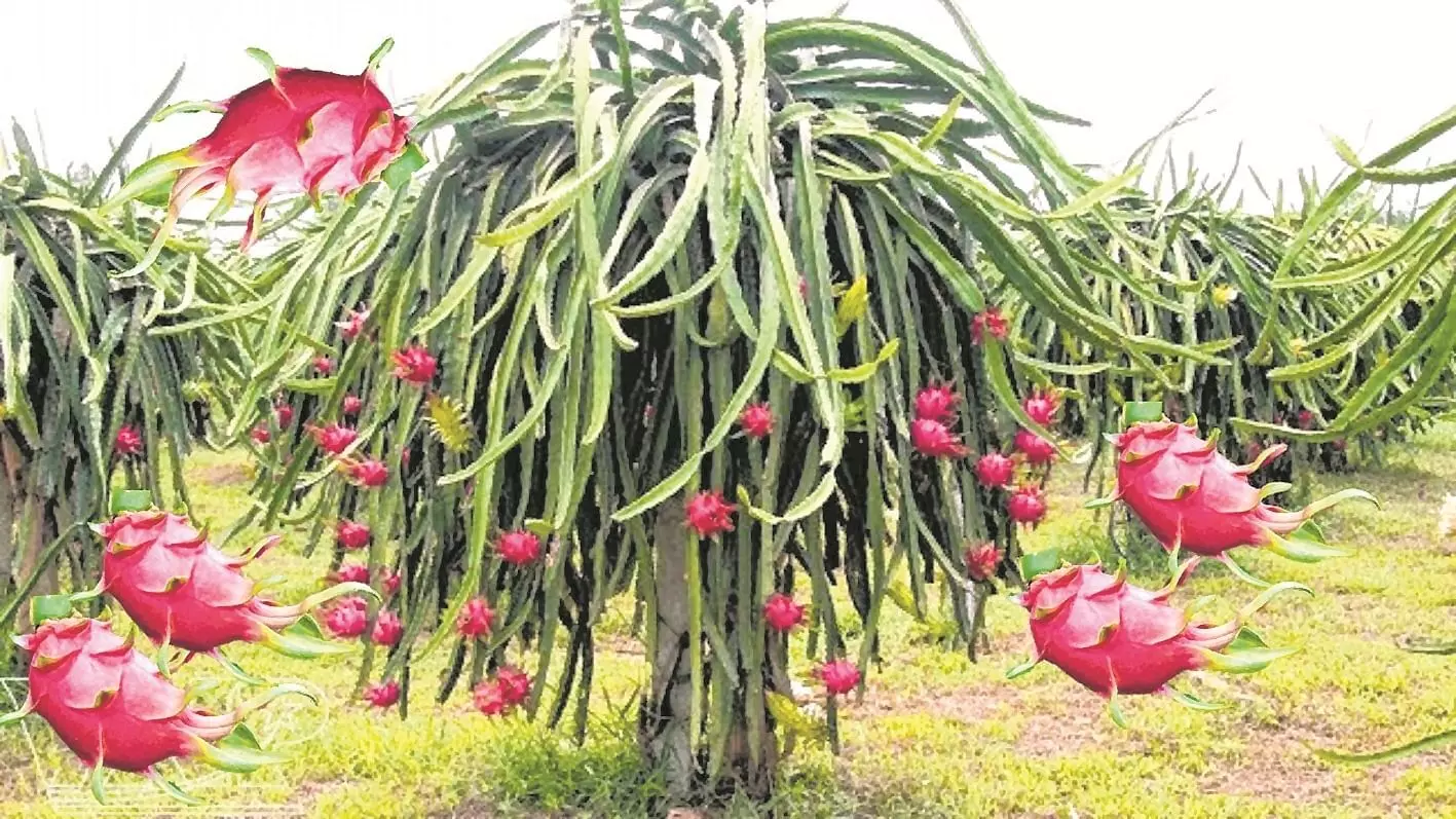 file photo of Dragon fruit