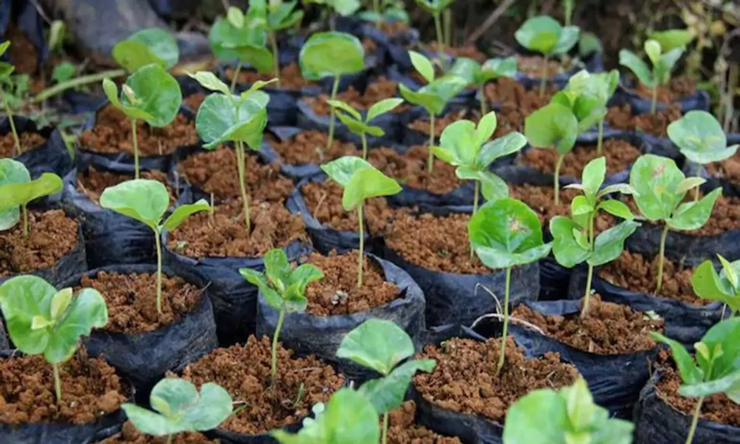 Amethi News : 36 लाख दो हजार पांच सौ पौधे रोपित कर बनाया जाएगा रिकॉर्ड