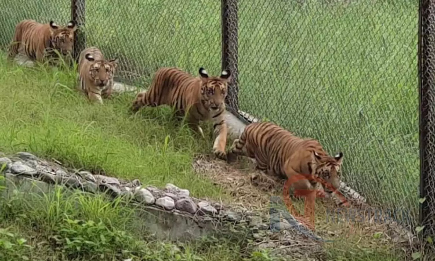 Four new cubs arrived in Lucknow Zoo