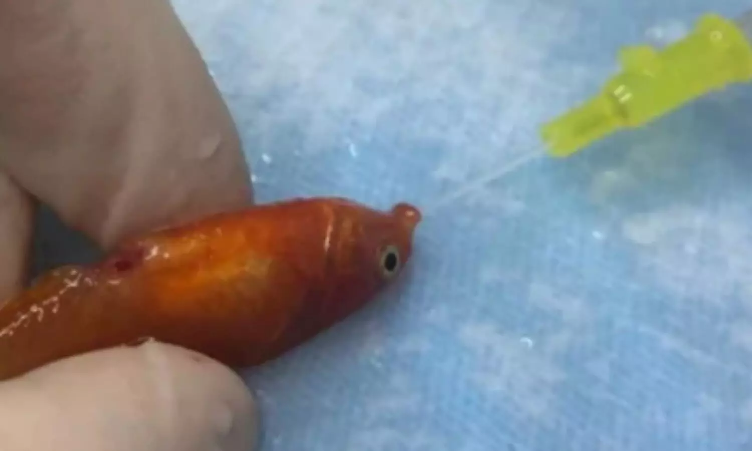 Tumor removed from stomach of fish