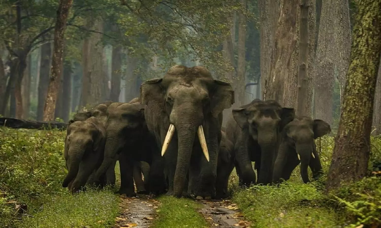 नेपाल से आए हाथियों का दल पहुंचा दुधवा नेशनल पार्क