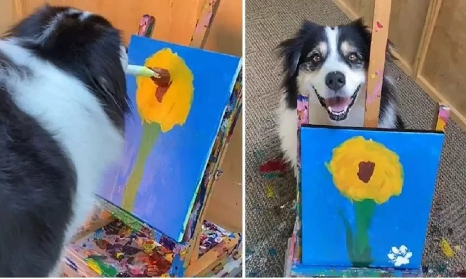 dog made a painting in the video