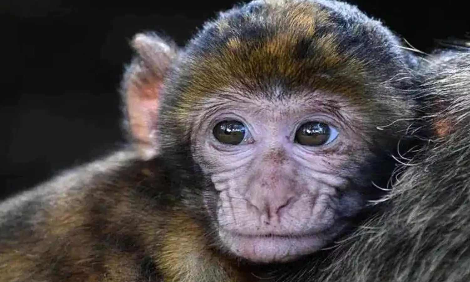 Monkey B Virus से पहली मौत, कोरोना से भी ज्यादा खतरनाक, 80% मृत्यु दर