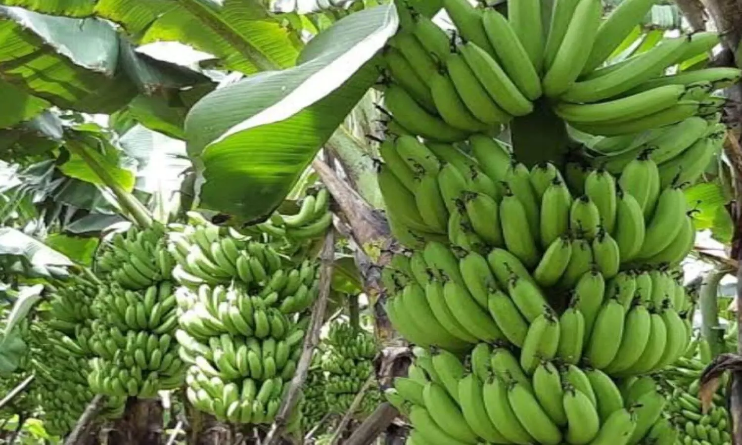 Banana plant is sown by tissue culture method