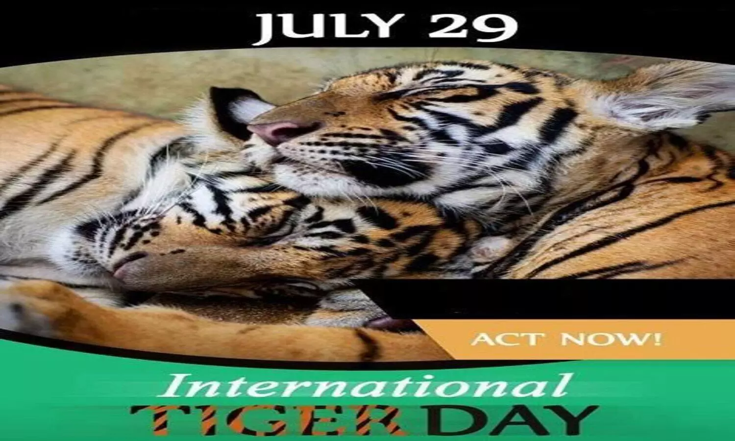 International Tiger Day: जब घटने लगी थी बाघों की संख्या, 1973 में हुई टाइगर रिजर्व की घोषणा