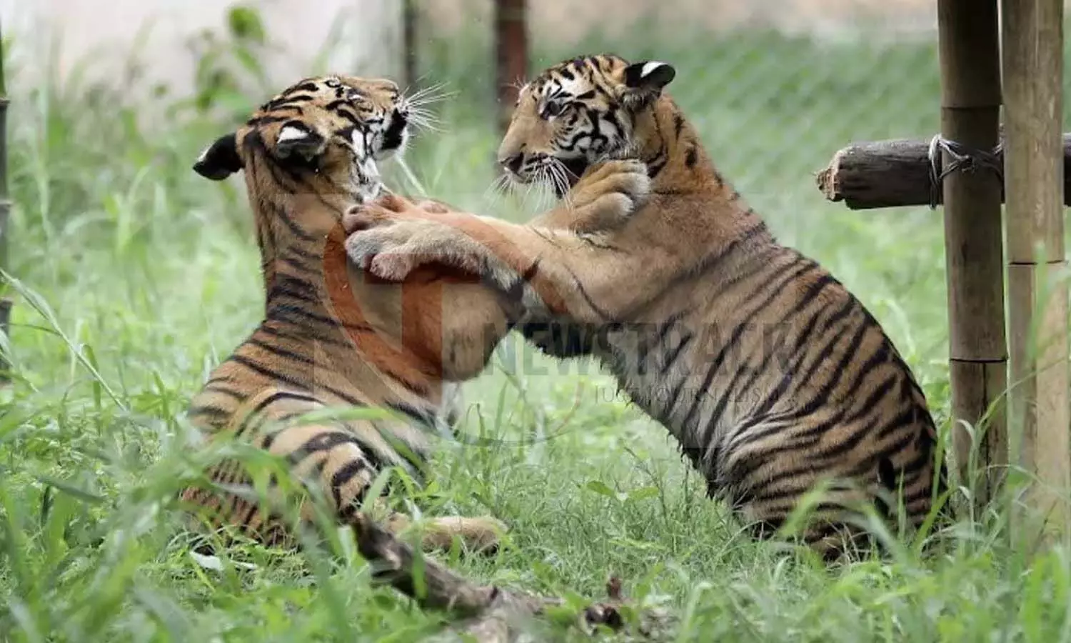 Tigers will not be able to come to cities and villages, four rescue centers will be built in UP, Center approved