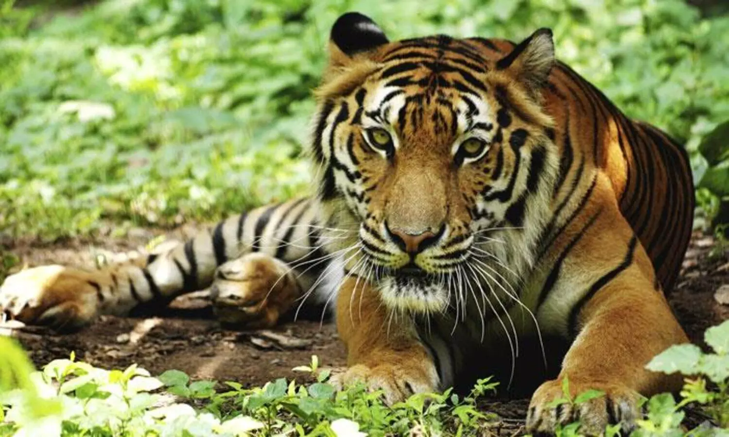 29 july International Tiger Day