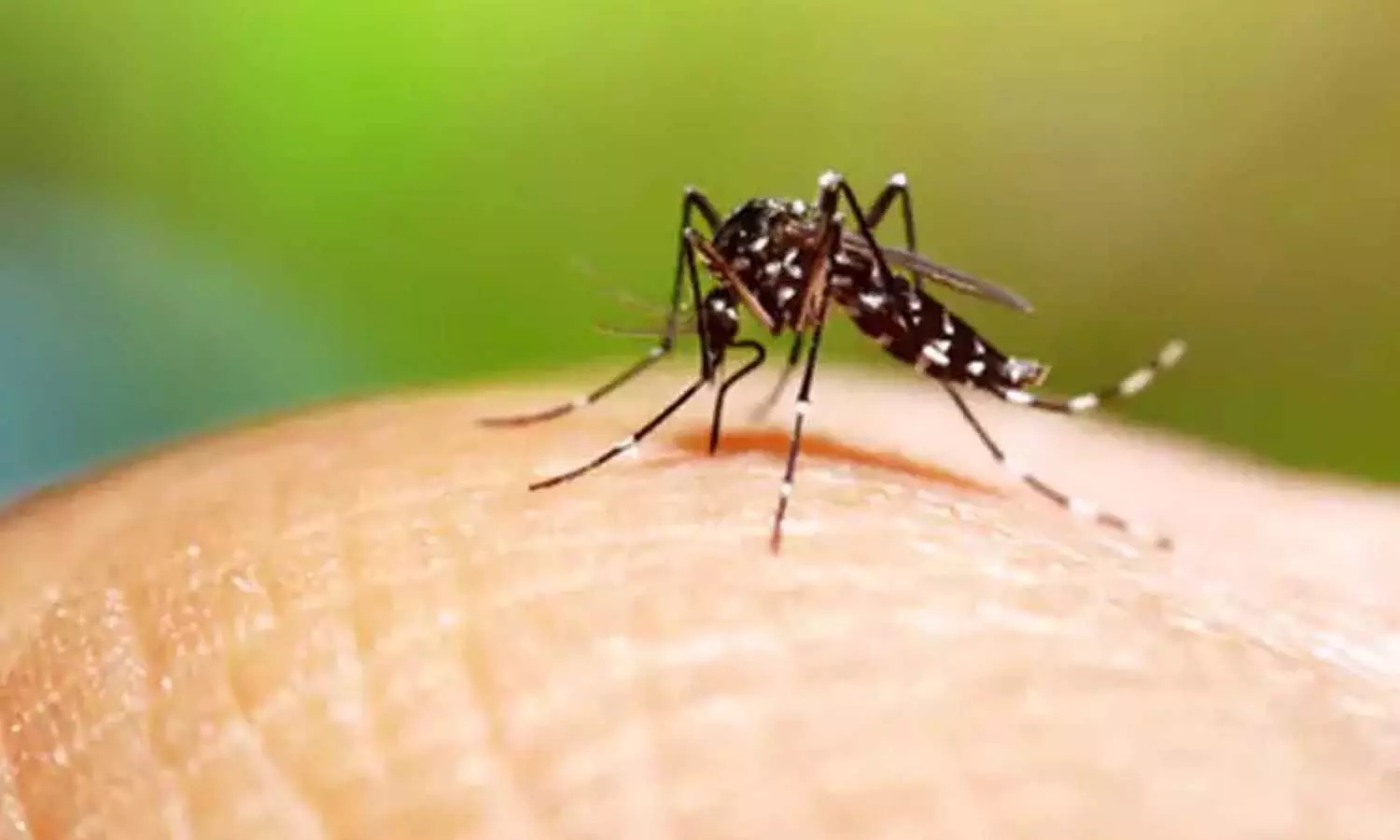 Protect yourself from mosquitoes with home remedies