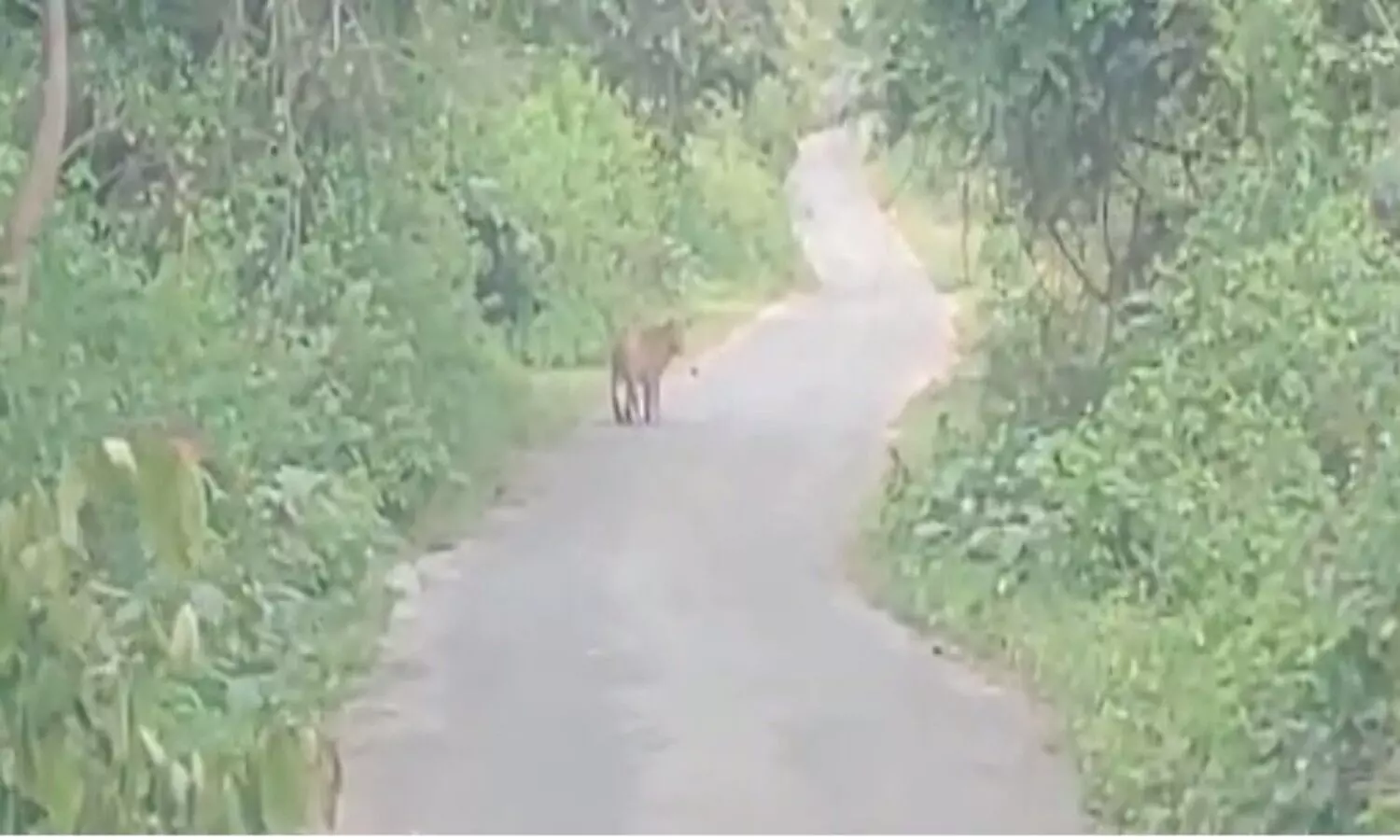 There was a stir due to the sighting of a leopard in the village