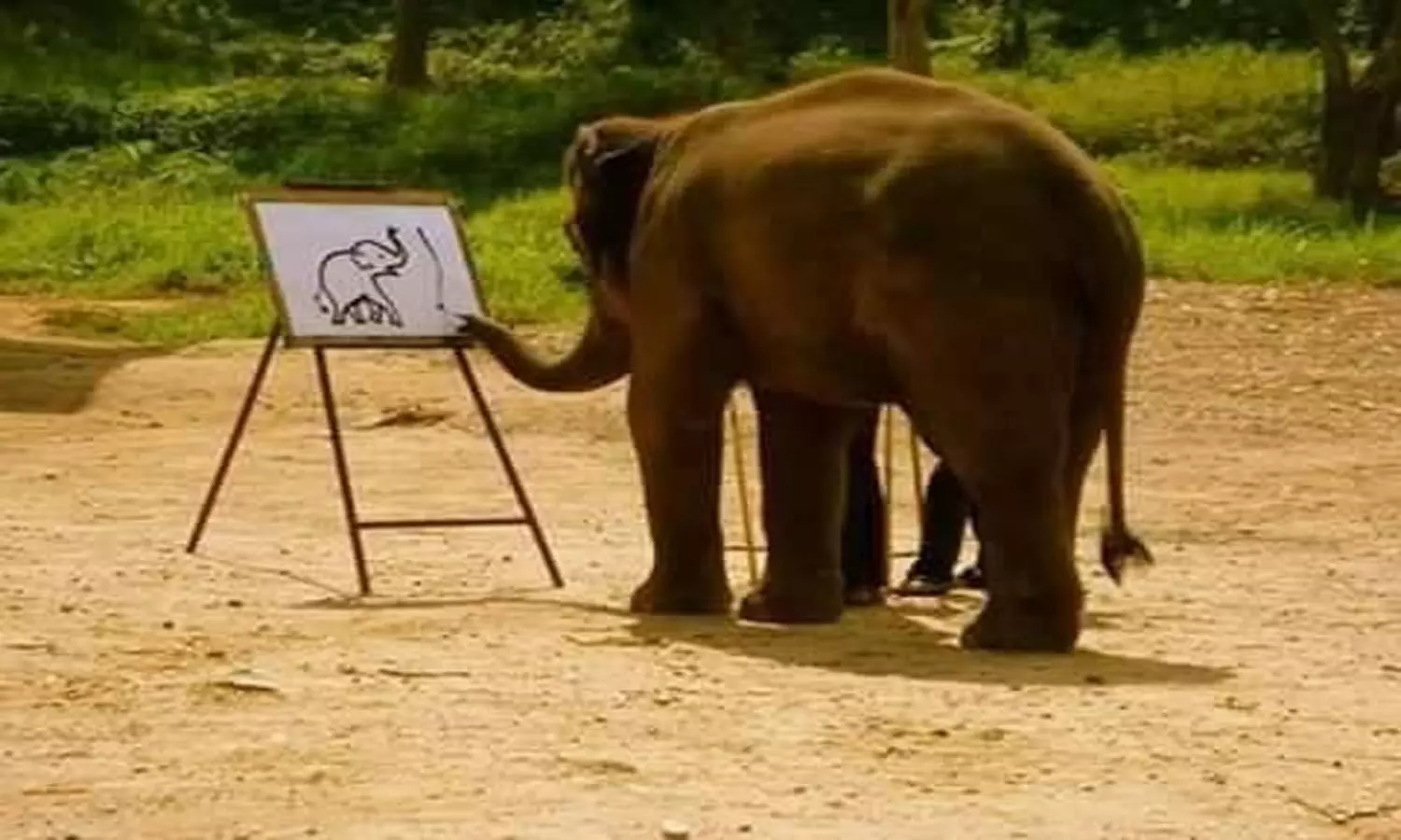 Elephant Aainting Competition