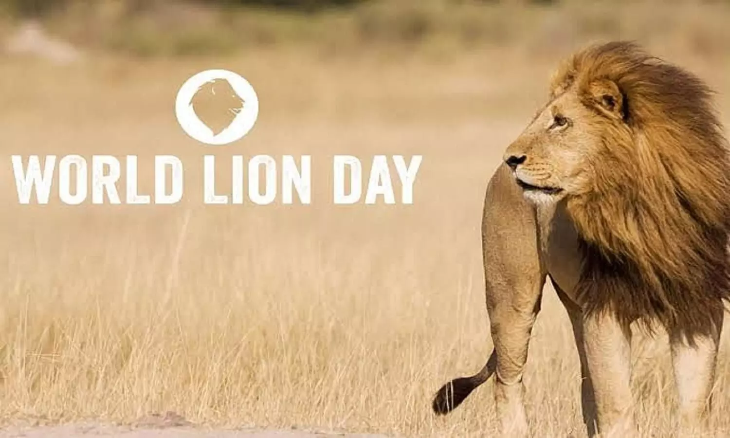 आज दुनियाभर में विश्व शेर दिवस मनाया जा रहा
