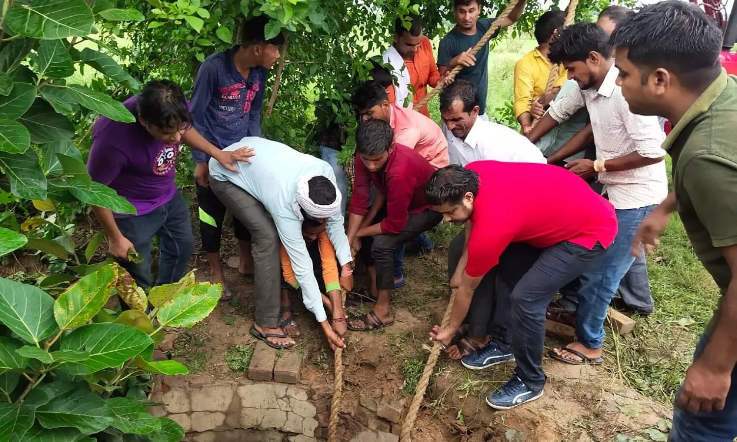 Live rescue of bull and cobra snake