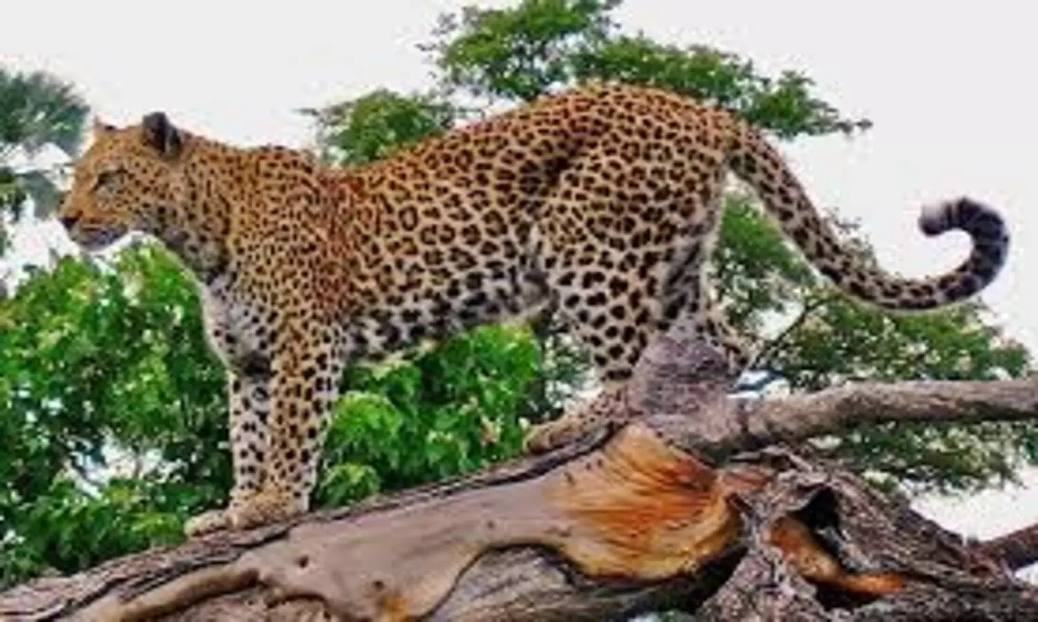 Leopard