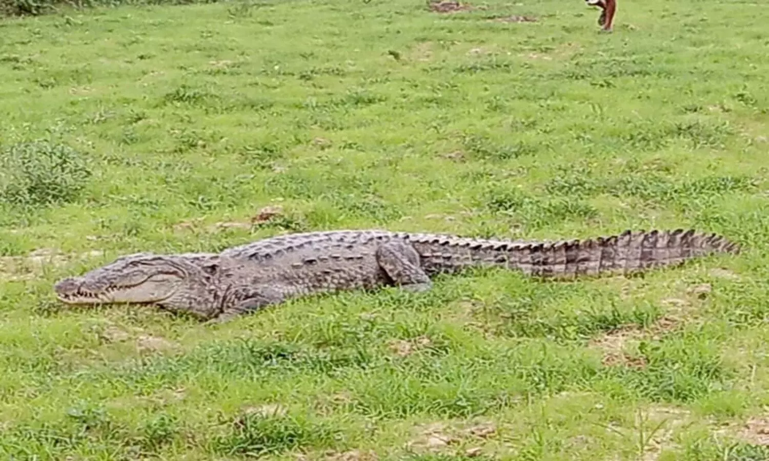 Panic among people due to the arrival of crocodile in Mandata