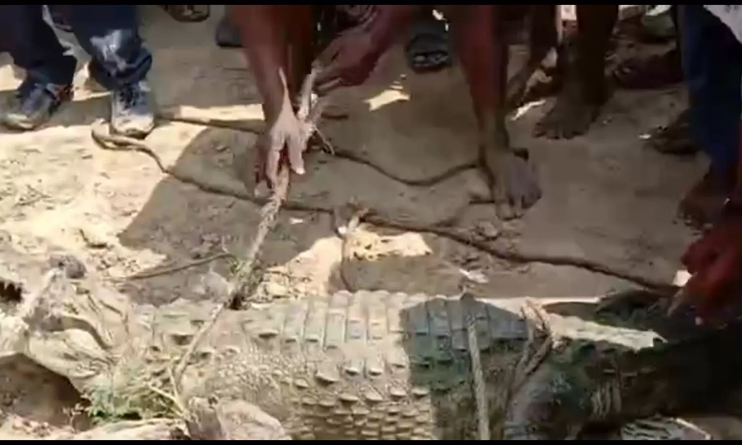 Crocodile rescue in jalaun