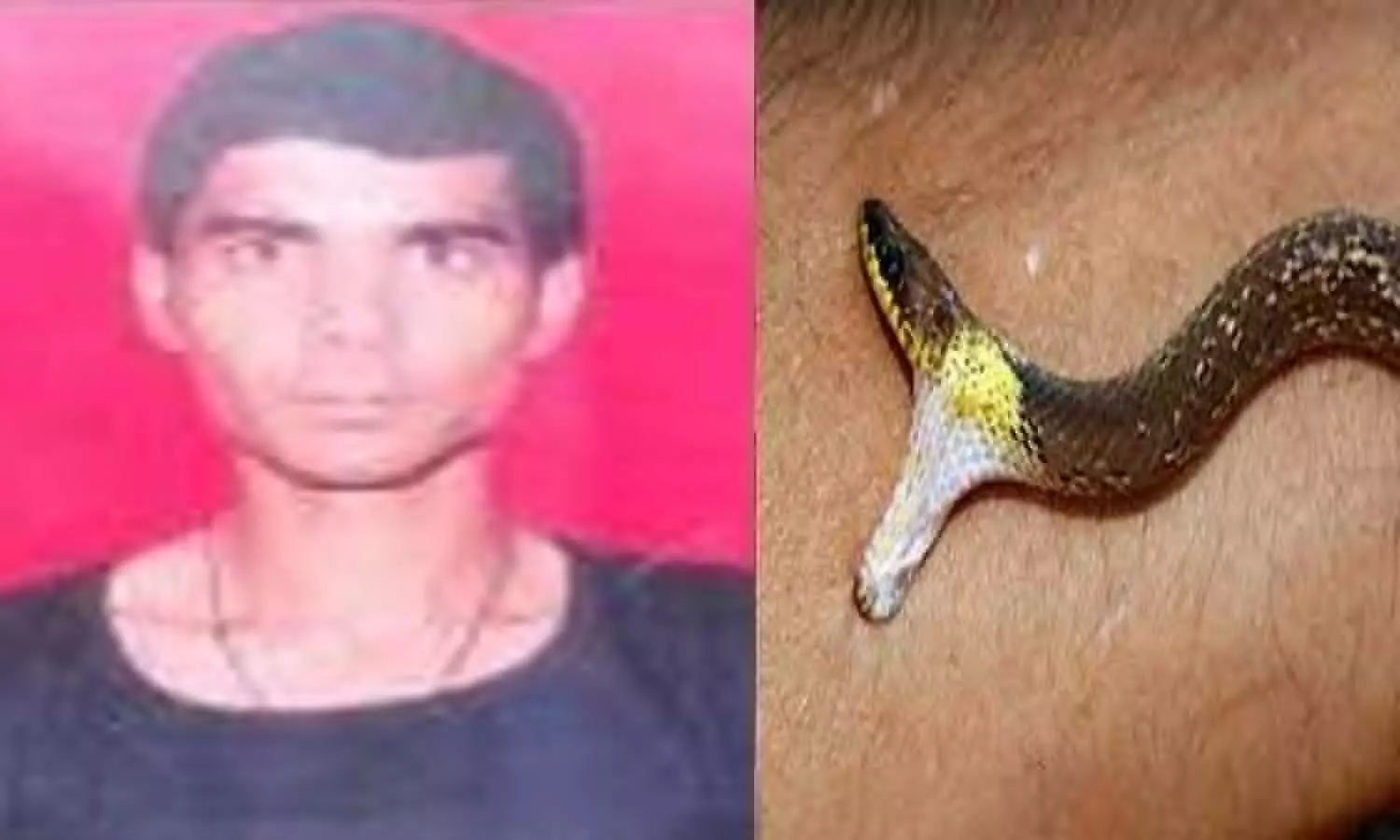 Poisonous snake bites the couple - husband dies, pregnant wife serious