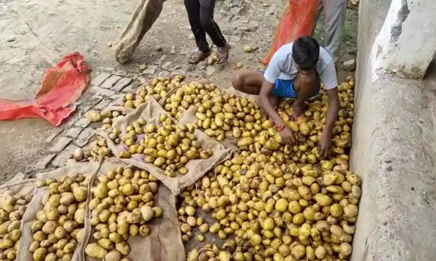Potato prices fall, farmers upset