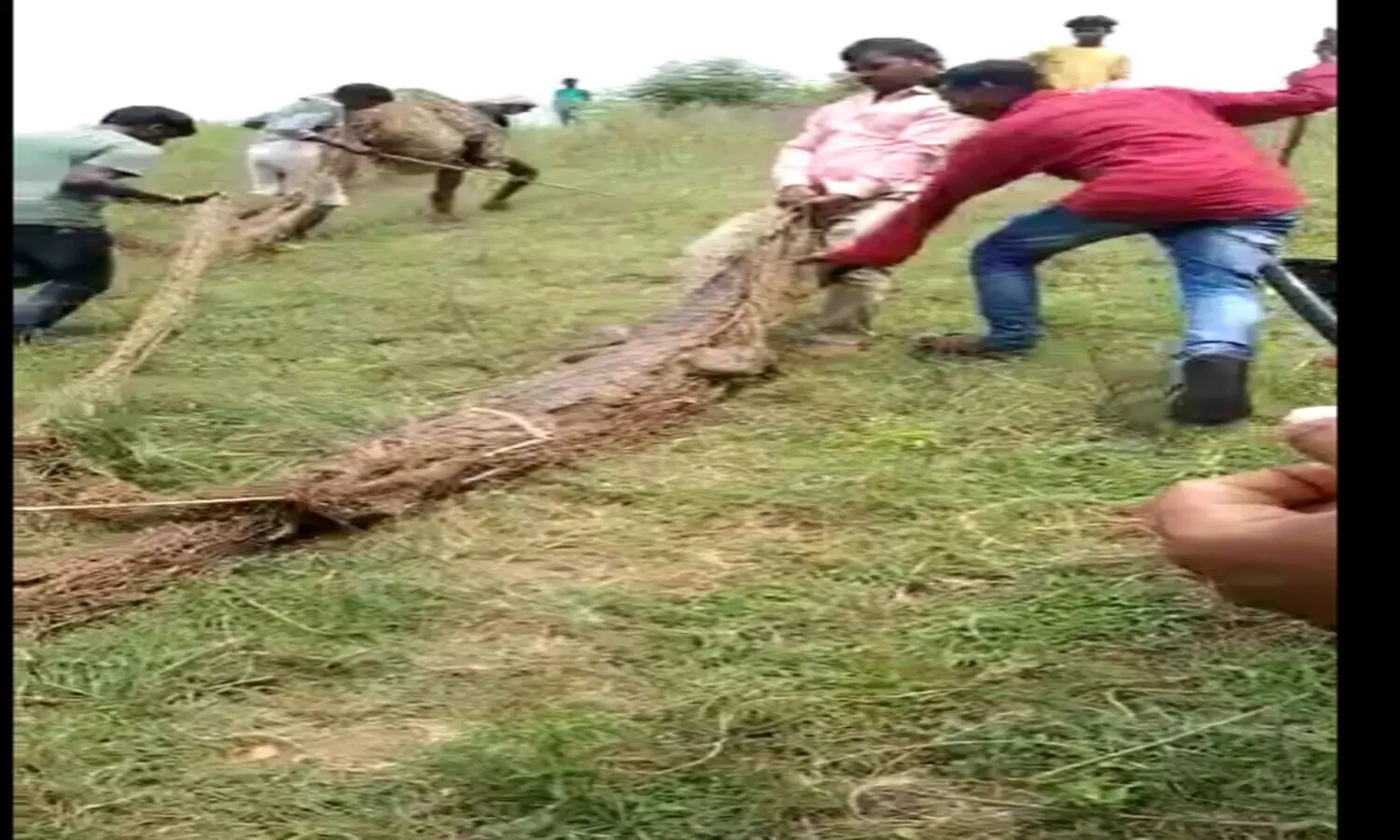 forest department person Caughting crocodile
