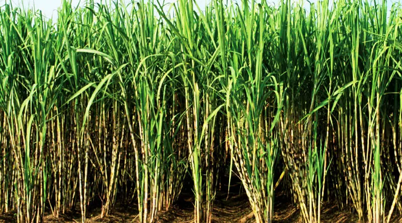 Farmers worried about arrears of sugarcane crop