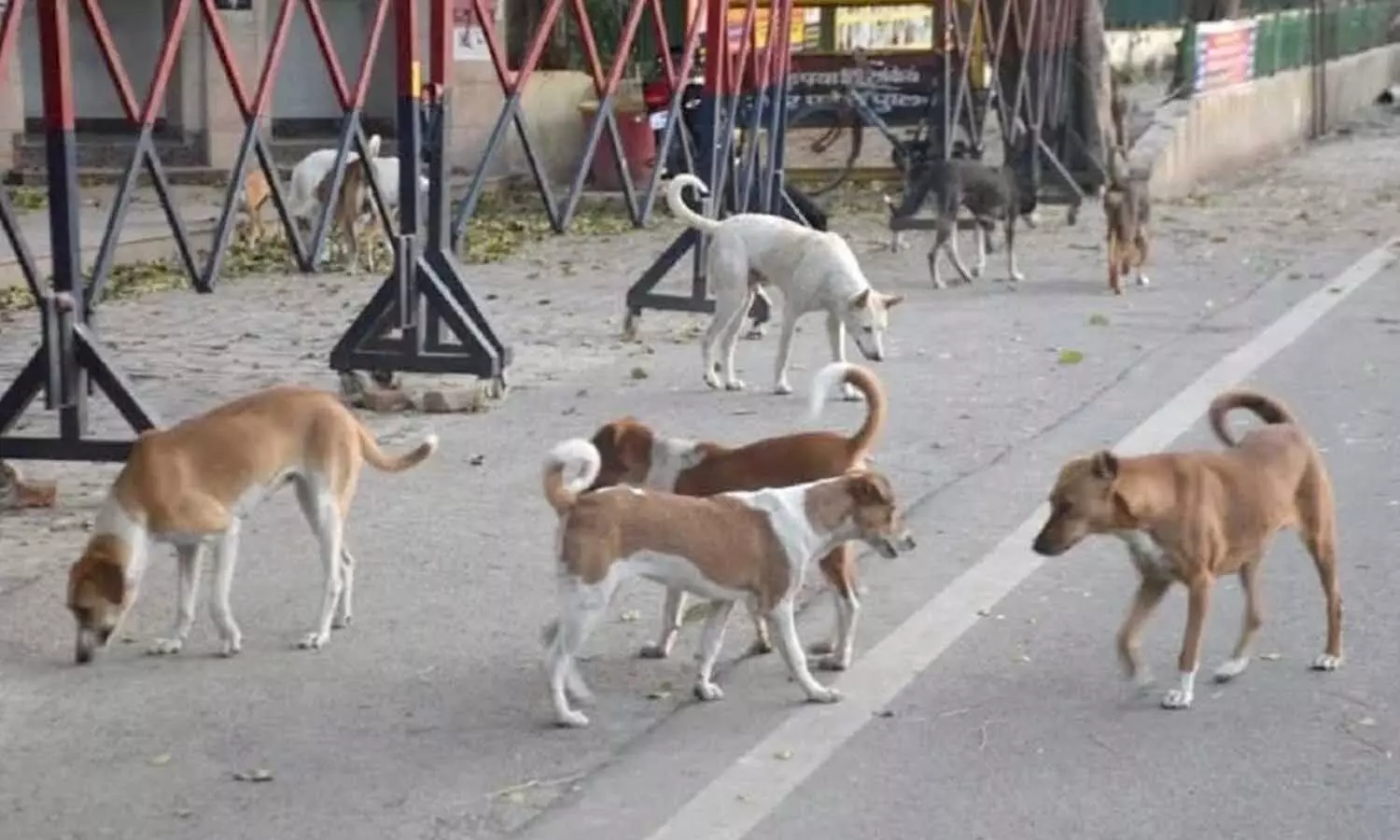 MP Crime News: कुत्तों के साथ क्रुरता, मुंह में एसिड डाला, 5 की मौत