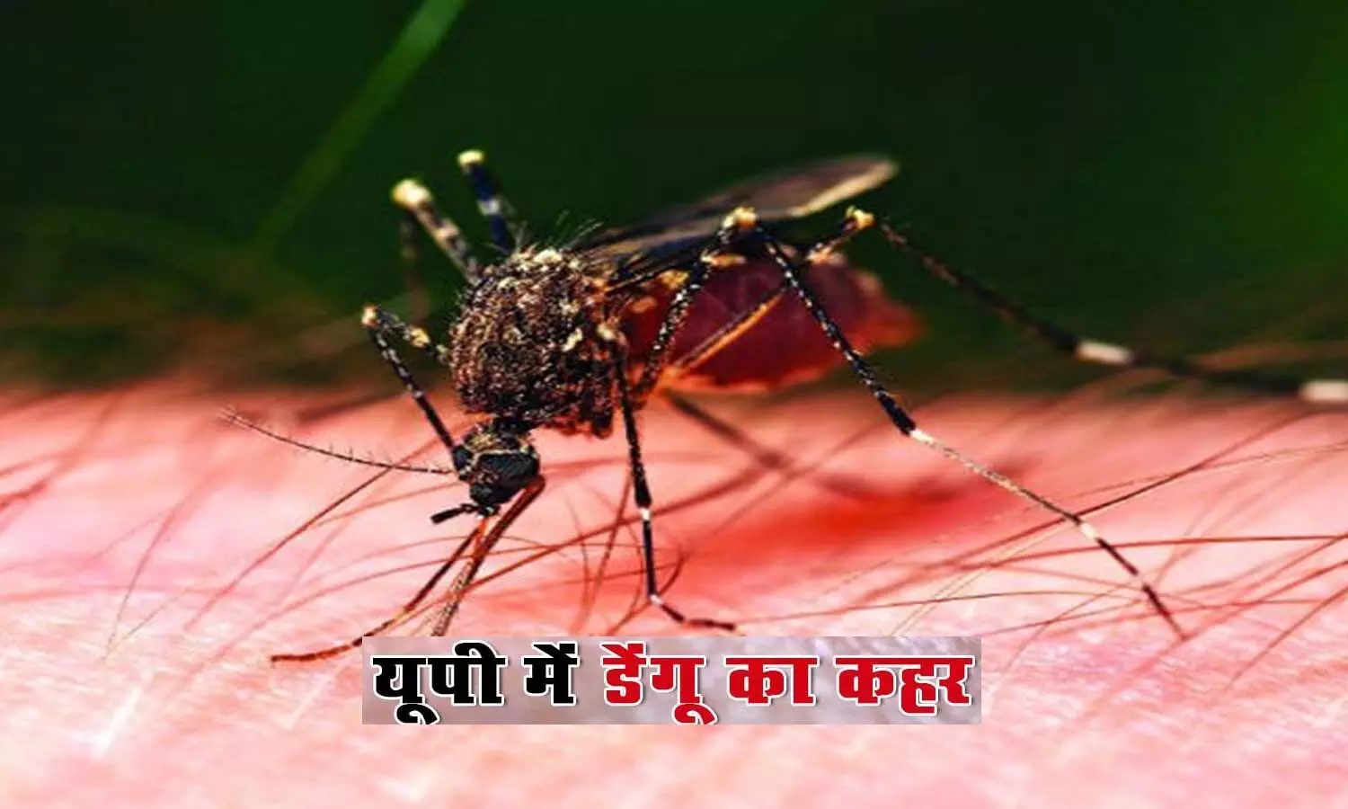 Highest number of cases found in a day, death due to Dengue Shock Syndrome